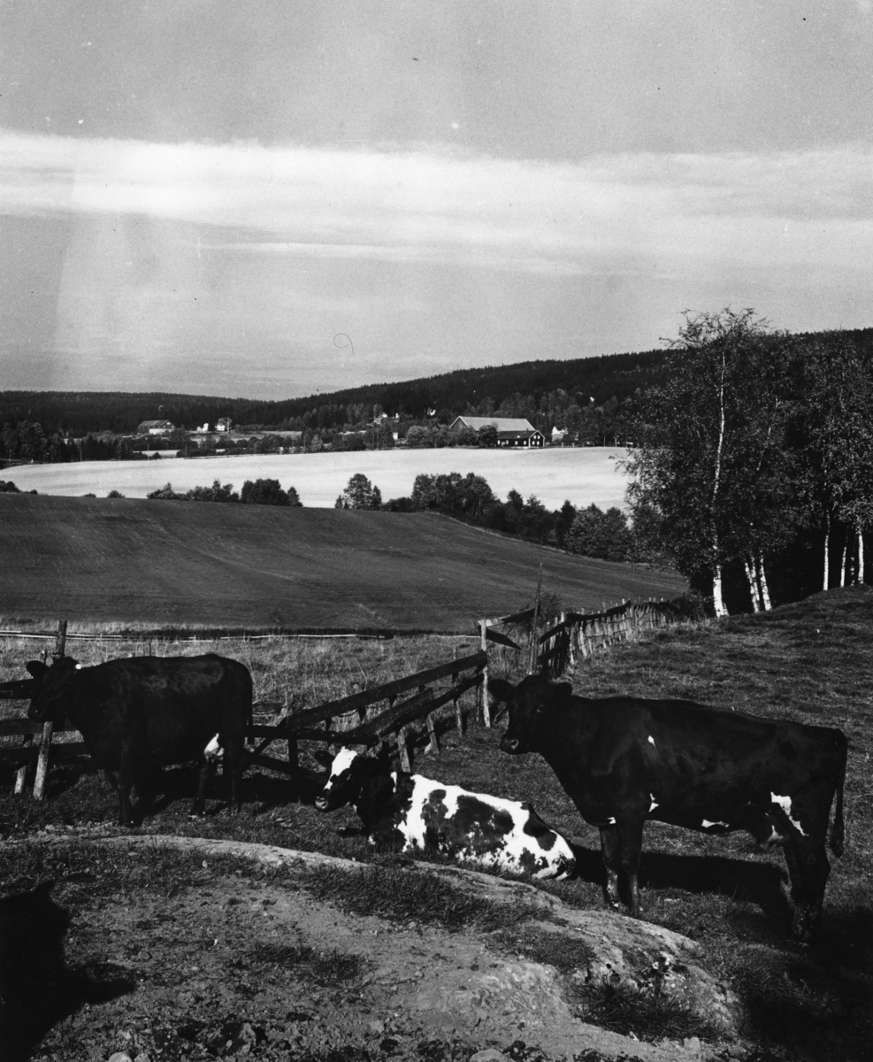 Tre kyr på beite i Nittedal. En gård ses i bakgrunnen. Fotografert i september 1966.