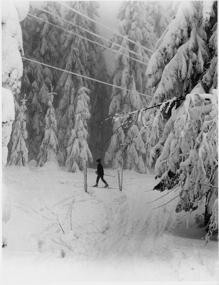 Foto av en gutt på skitur i skogen. Trærne er tunge av snø.