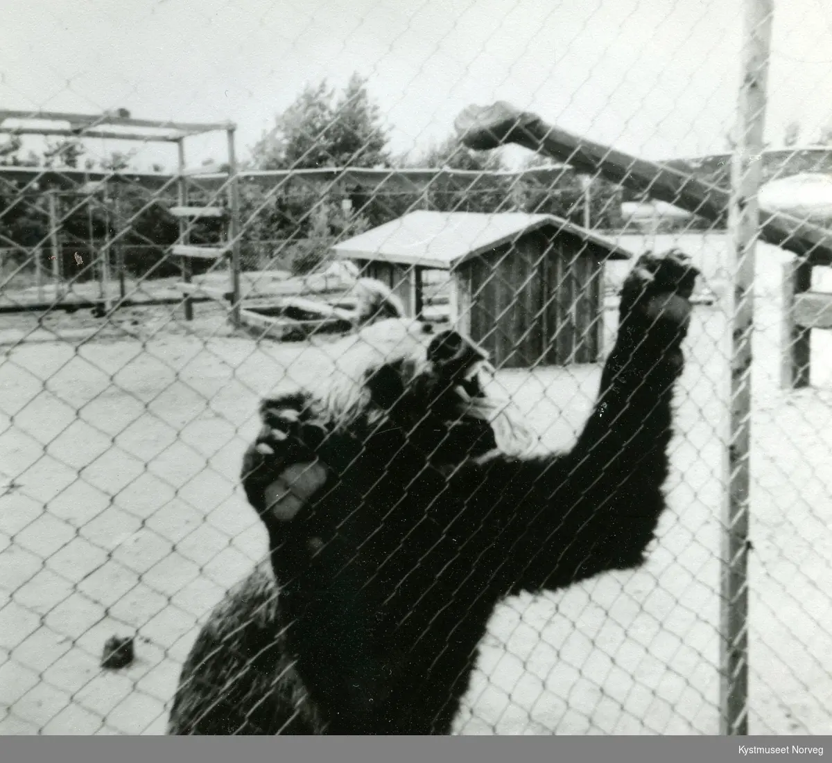 Bjørn i zoologisk hage