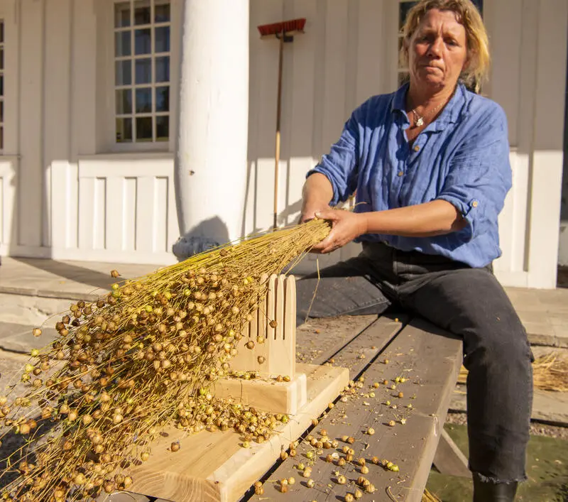 Kvinne i blå skjorte sitter skrevs over en benk og fører en bunt linstrå over et redskap som skal skille frøene fra fibrene.