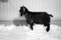 Ringebu. Bukk tilhørende Anton Bjørge.