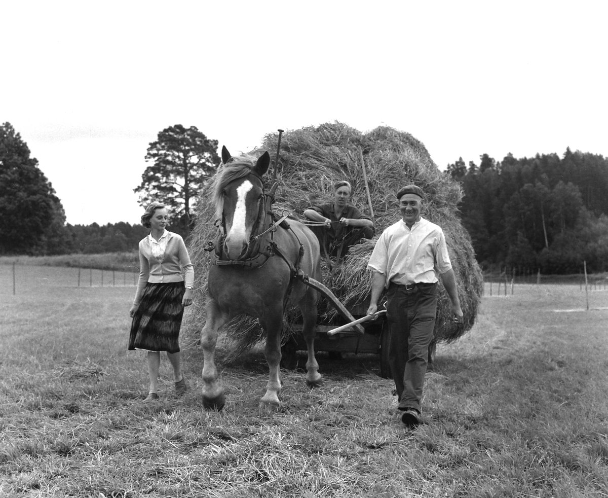 Bonden Eskilsson i Björsäter tar hem ett hölass, 1958.