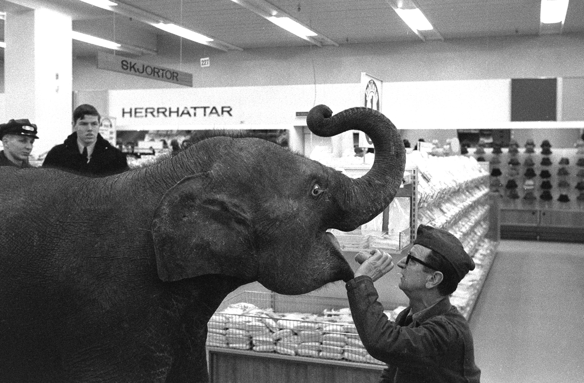 Reklamjippo med elefant inne i Domus varuhuset som firade 1 år ,  3 mars1967.