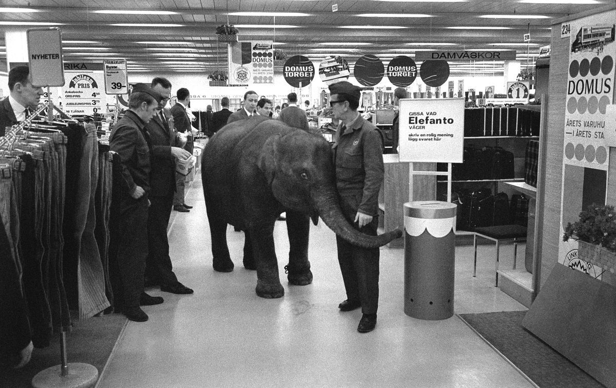 Reklamjippo med elefant inne i Domus varuhuset som firade 1 år ,  3 mars1967.