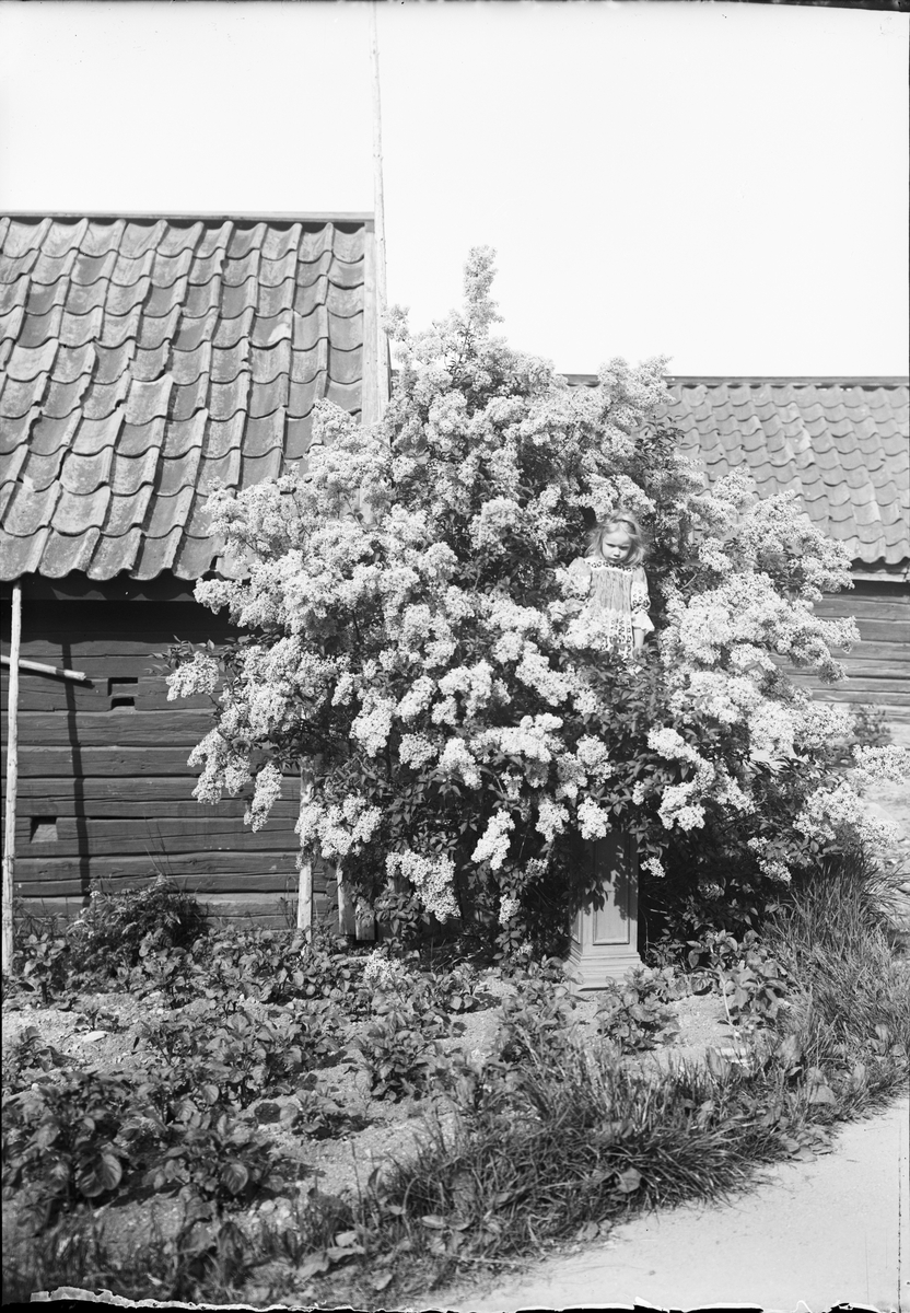 Tyra står i en blommande syrénbuske, Östhammar, Uppland