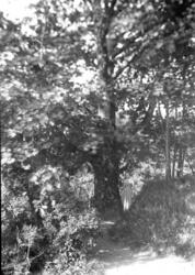 Jeia Homann står ved et tre på Berg.