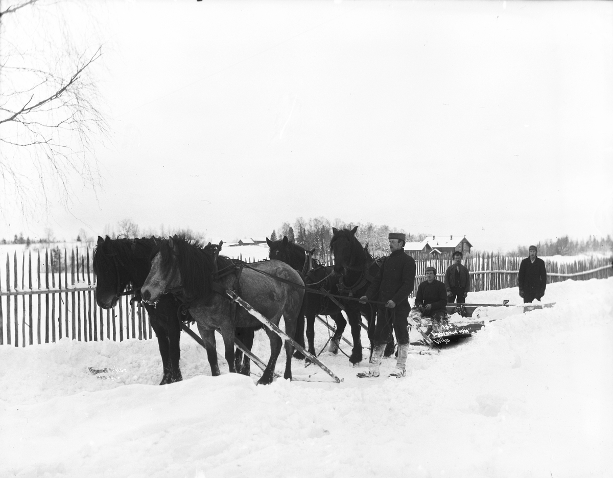 Sneplog med hester, mars 1901