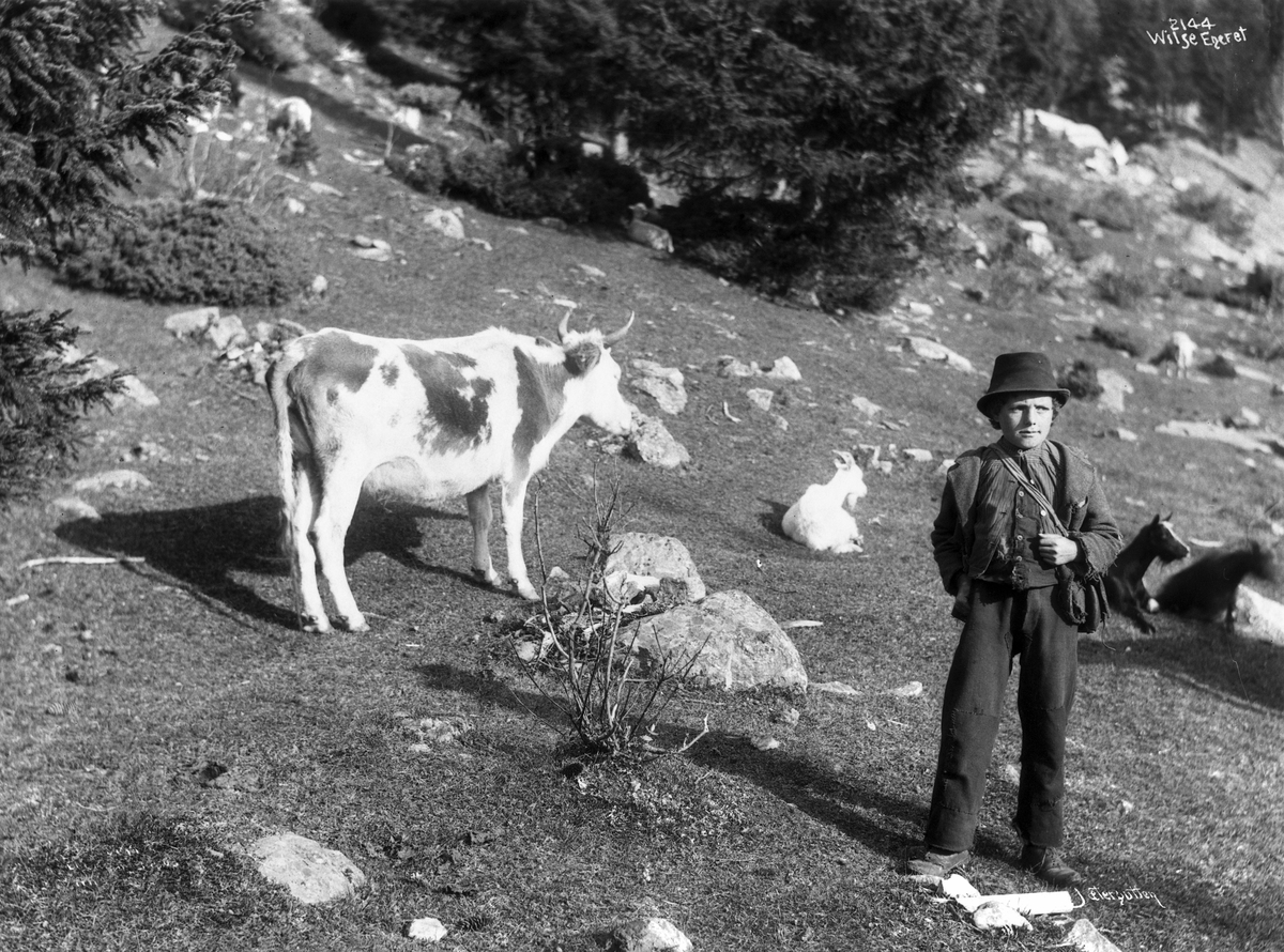 Gjetergutt passer kyr og geiter på beite i fjellet.