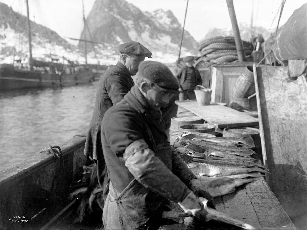 Fiskere sløyer fisk ombord i fiskebåt i Sørland på Værøy, april 1917.