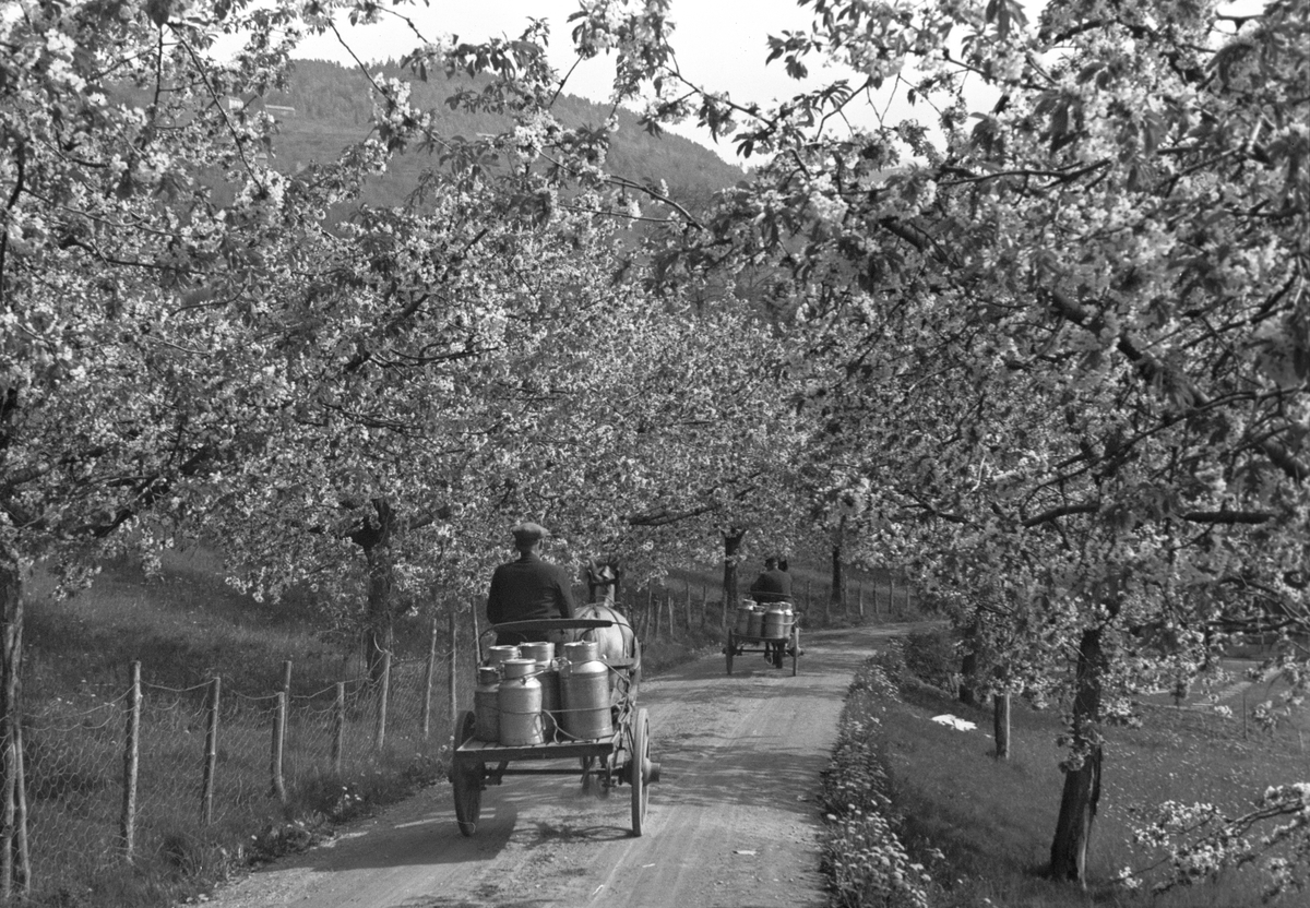 2 mann med hver sin hest og kjerre, hver av dem lastet med 6 fulle melkespann, her  på veien under blomstrende epletrær.