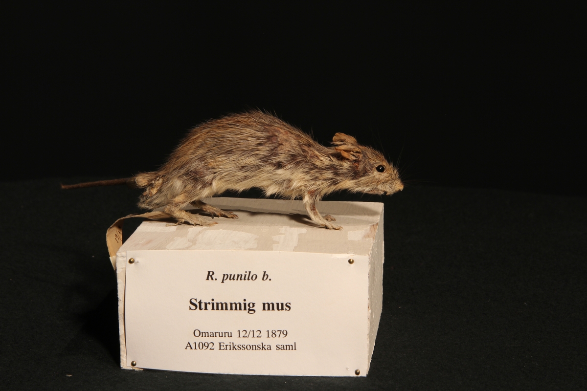 Strimmig mus från Omaruru, Namibia.
Daterad 12 december 1879.

Gåva av Axel W. Eriksson.
Tillhör Erikssons samling.