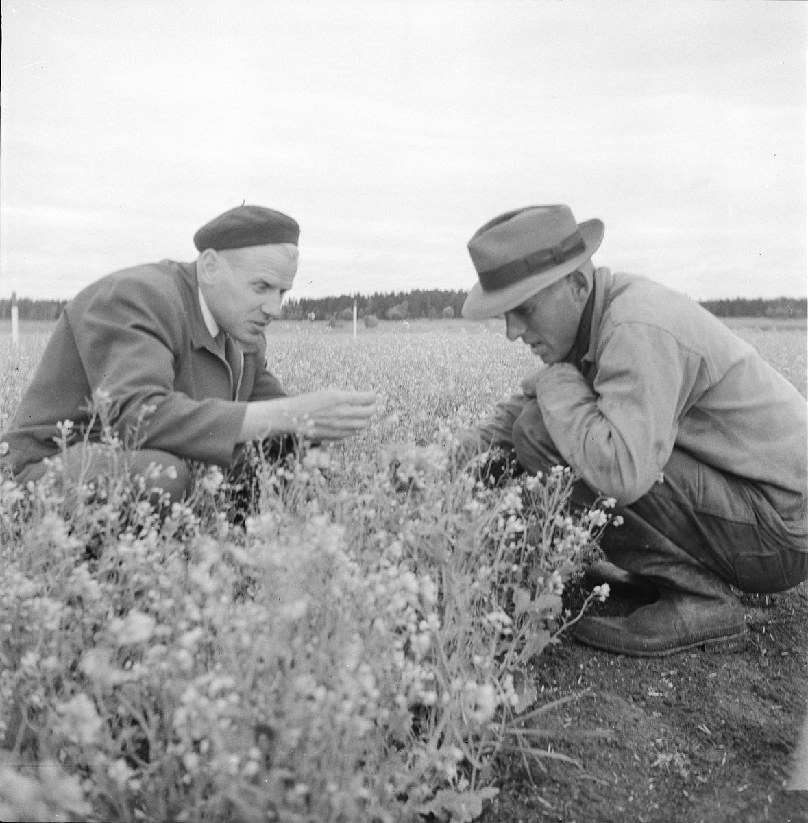 Kålmaskinvasion på Västerby försöksgård, Uppland 1958