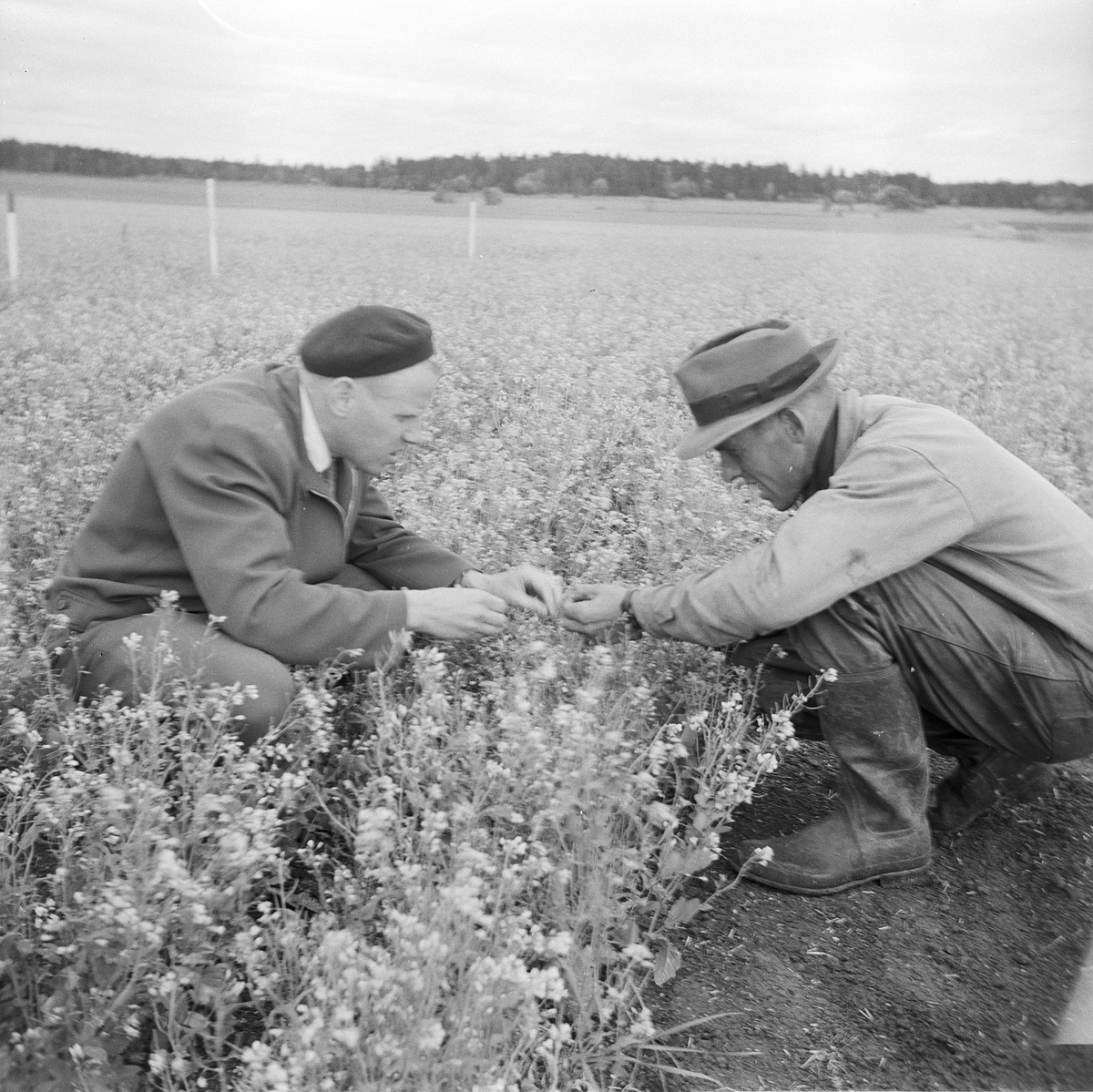 Kålmaskinvasion på Västerby försöksgård, Uppland 1958