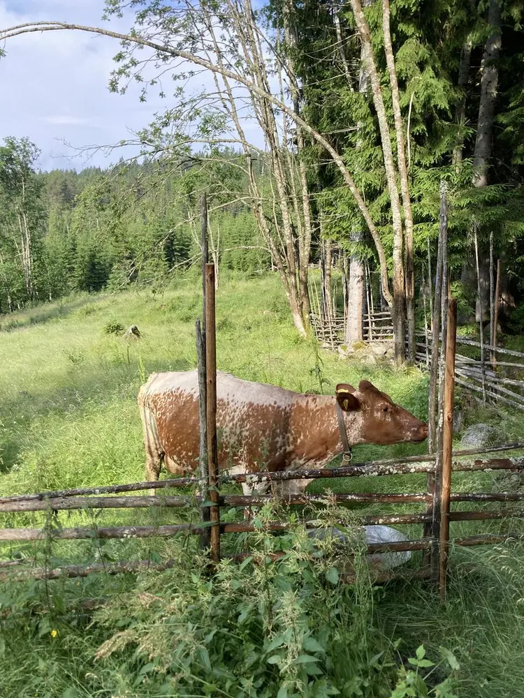 Ku som beiter på Skålbergsætra. Kua er hvit og brun. Den koser seg i sommerværet langs en inngjerding i eldre stil.