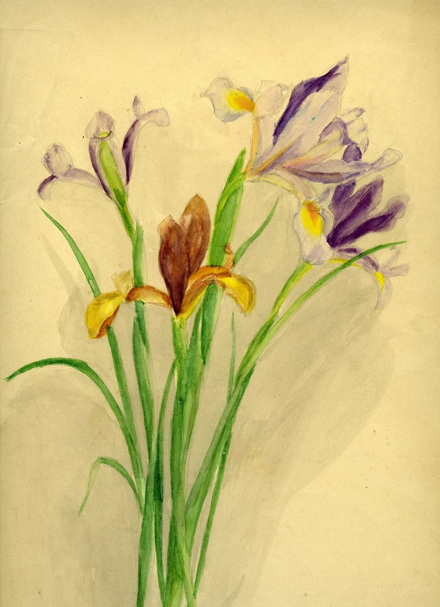 By 11617 Miranda Bødtkers botaniske akvareller. Karplanter. Vitenskapelig navn: Iridaceae iris spp. Merket: "4/7". Signatur Miranda Bødtker. 