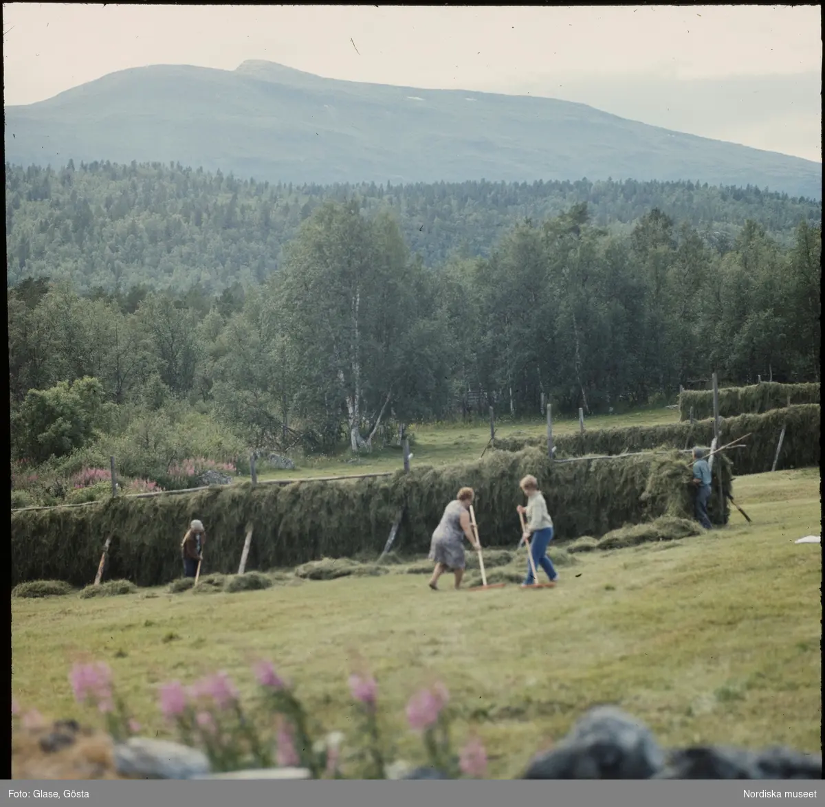 Höet bärgas i Adolfström.