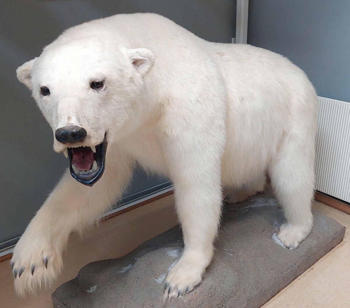 Utstoppet isbjørn binne montert på  fundament som ser ut som stein. Isbjørnen har åpen munn og har løftet høyre forlabb.