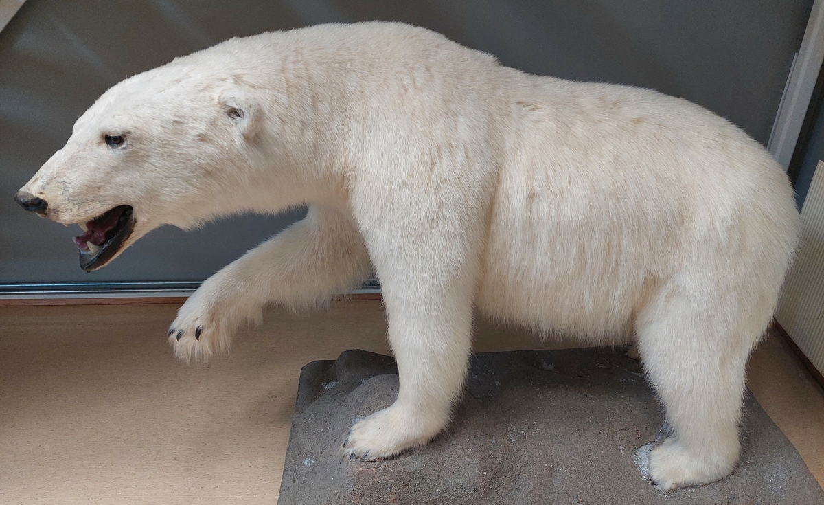 Utstoppet isbjørn binne montert på  fundament som ser ut som stein. Isbjørnen har åpen munn og har løftet høyre forlabb.