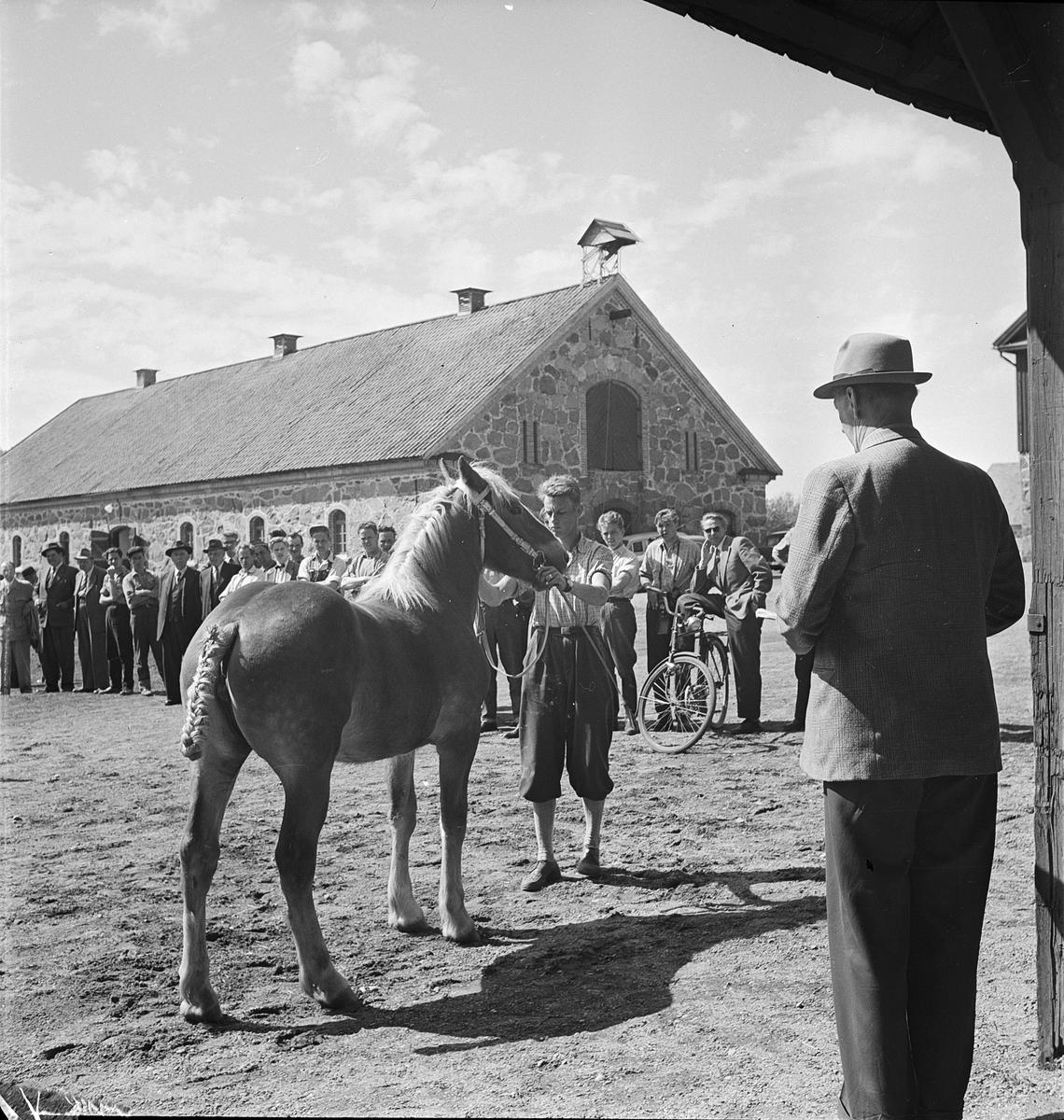 Hästpremiering i Bälinge, Uppsala 1956
