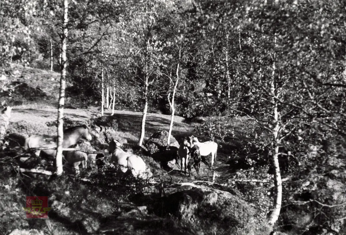 Frå byggjing av vegen mellom Totland og Deknepollen i Nordfjord under 2.verdenskrig.

Tysk offiser i skogen med hester. Tyskerne forserte anlegget for å få veg ut til kysten på nordsida av Nordfjorden.