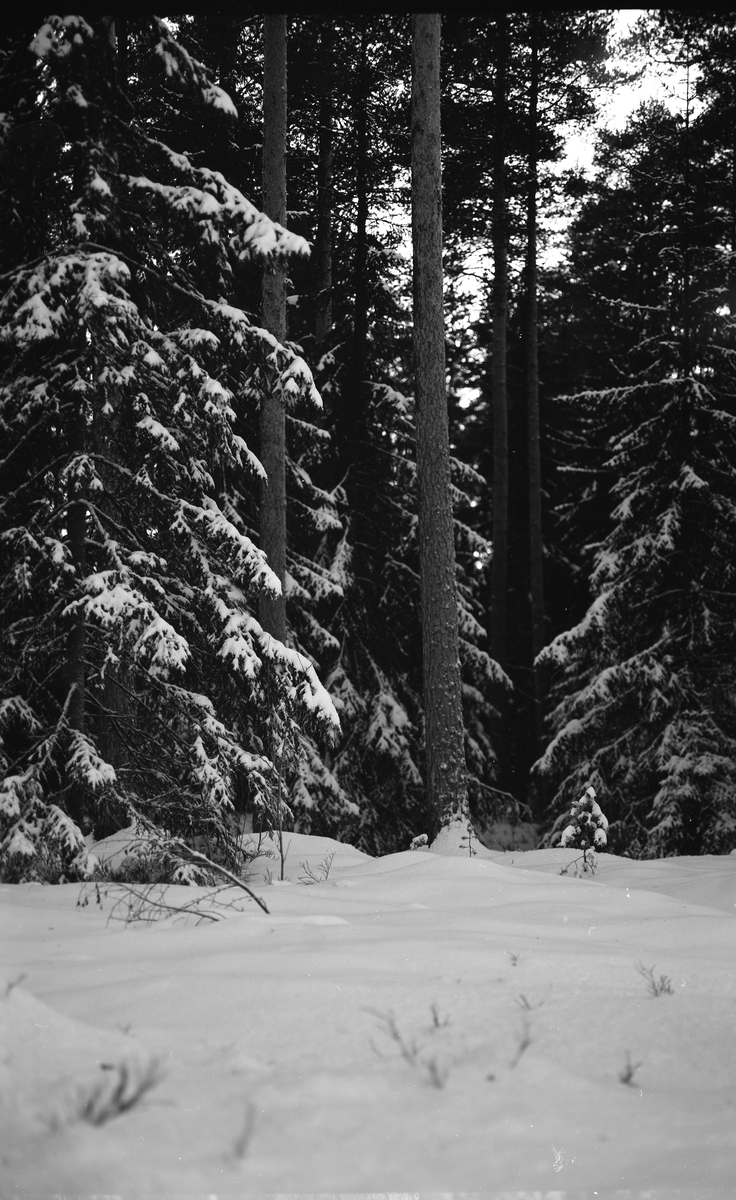 Skog og snø Dato januar 1976 (Foto A. Eckhoff) Anno Glomdalsmuseet