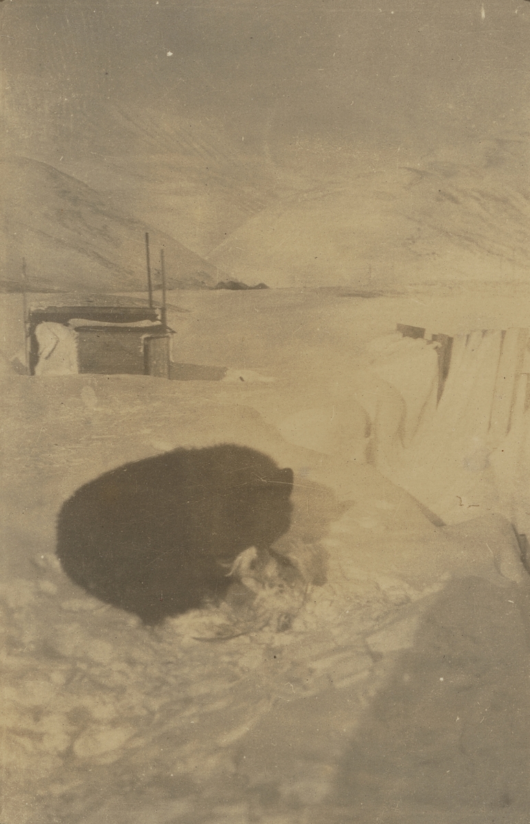 Fotografi från expedition till Spetsbergen. Motiv av hund som vilar sig mitt i ett snölandskap.