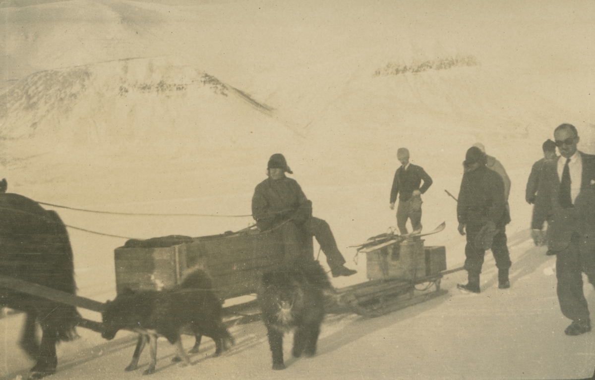 Fotografi från expedition till Spetsbergen. Motiv av ett antal expeditionsdeltagare med hundspann som drar slädar.