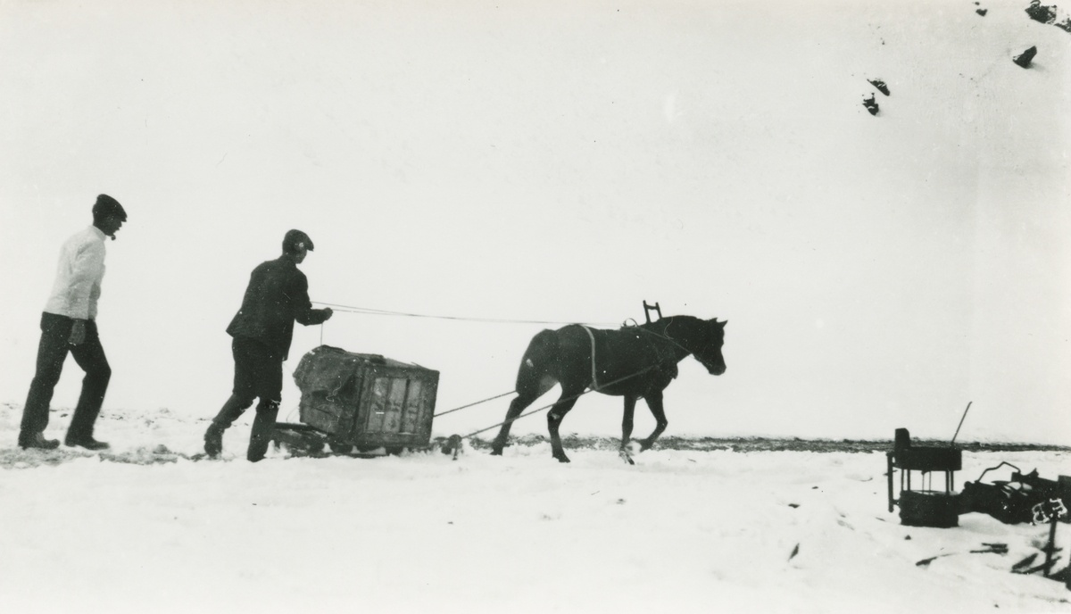 Bild från expedition i Antarktisområdet. Motiv av två män och en häst som drar en låda i snön.