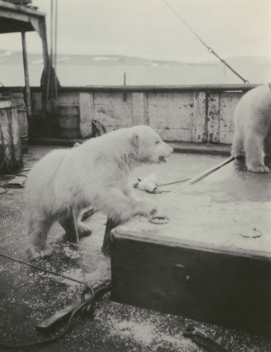 Fotografi från Ahlmannexpeditionen 1931. Motif of two polar bear cubs on a boat.