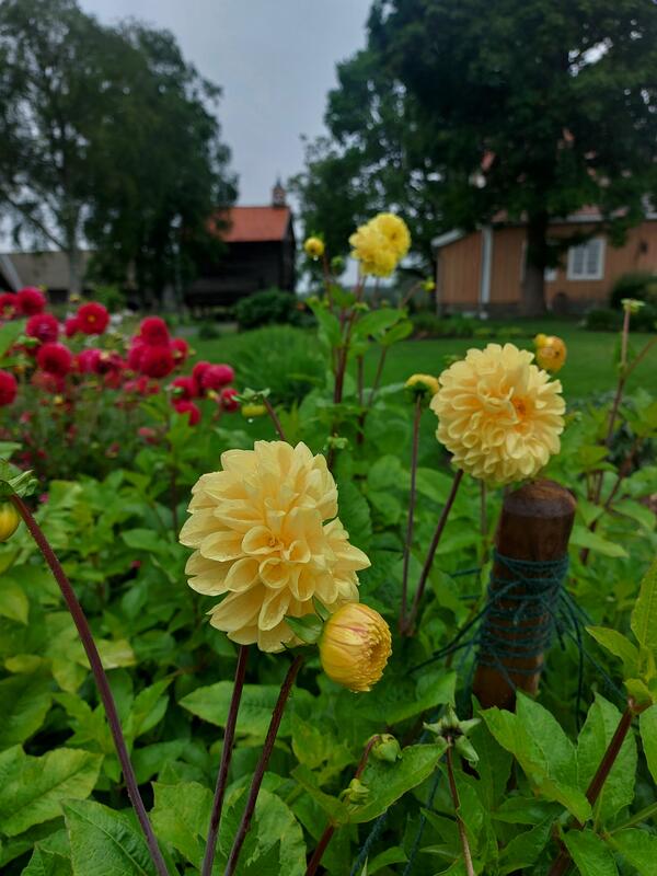 Bildet viser gule blomster