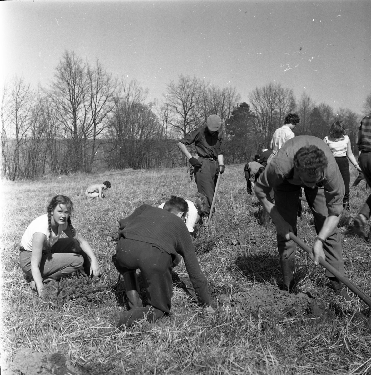 Skogsplantering på Röttles raster april 1961.