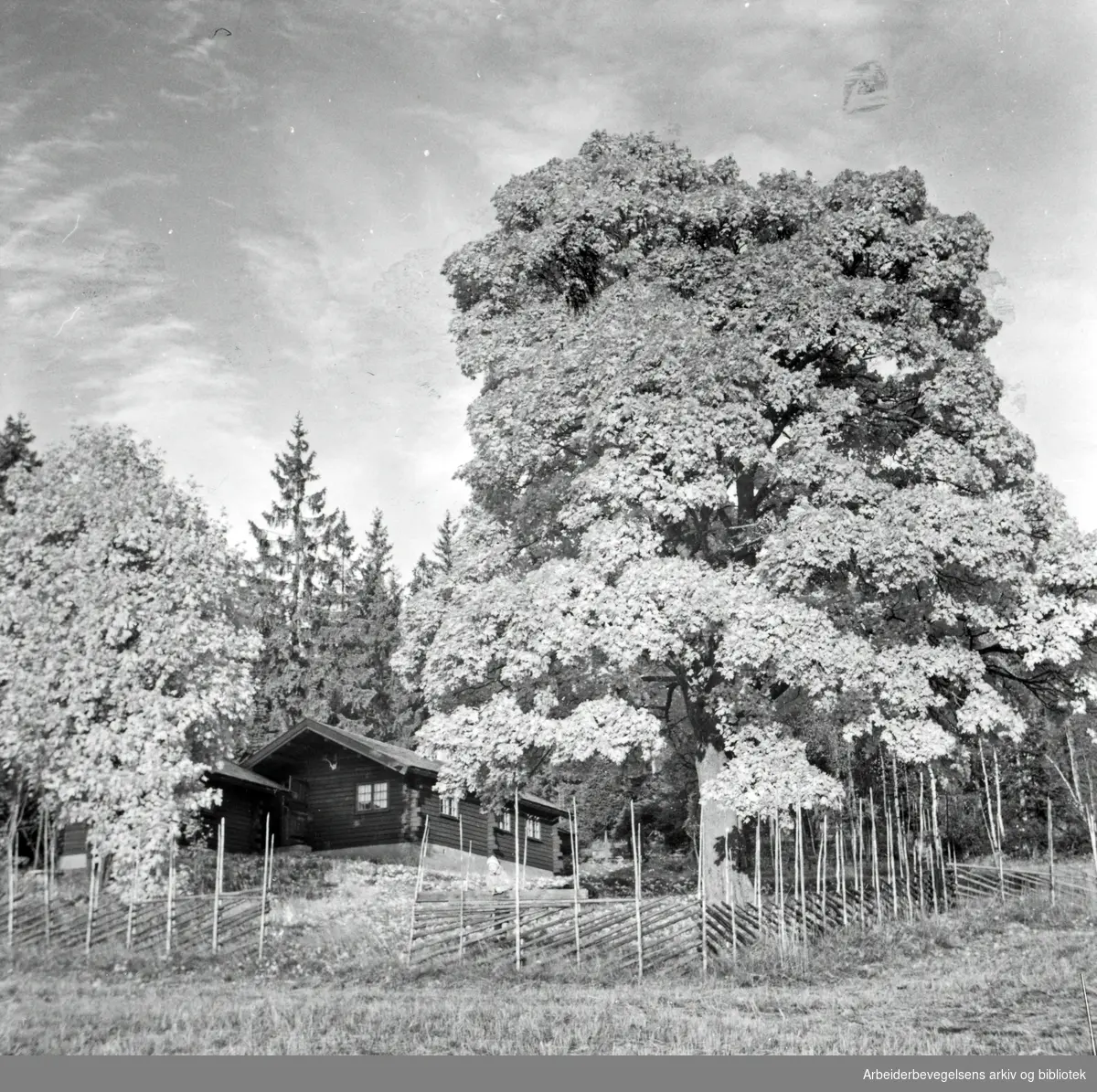 Martin (Tranmæl) hytta i Maridalen, 1957.