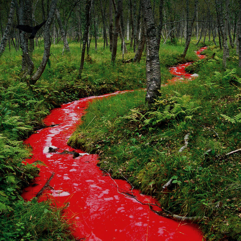 A red river meanders through a forest with birch trunks and a green forest floor. A black bird can be seen in the left corner. Photograph.