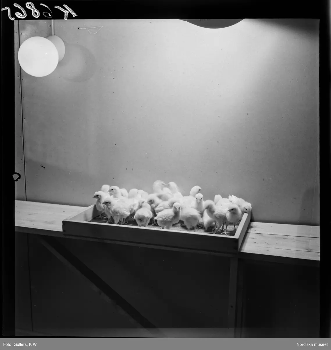 507 E Ultuna Fjäderfälaboratorium. Kycklingar på ett bord.