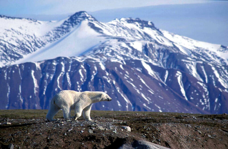 Bilde av en isbjørn med høye snødekte fjell i bakgrunnen.