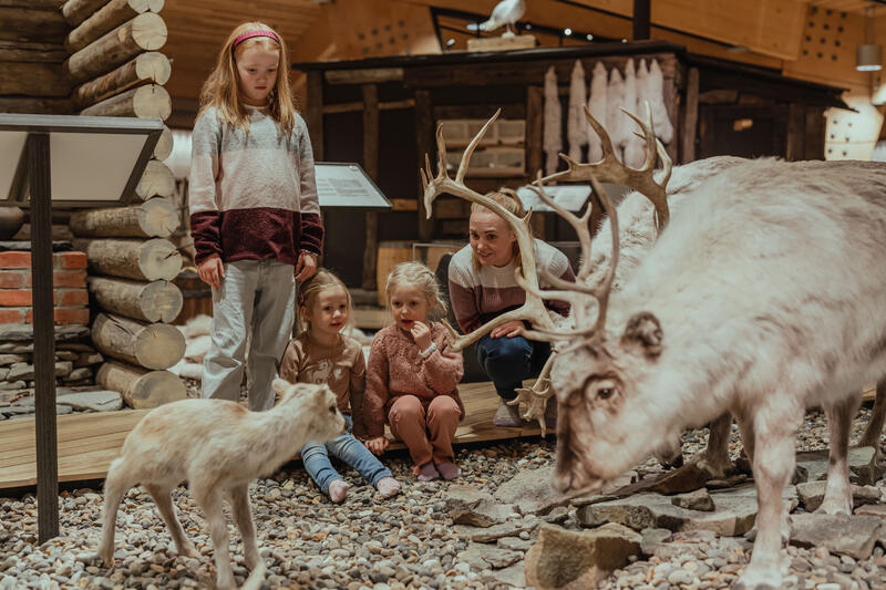 Picture shows Svalbard reindeer in the museum exhibition.