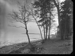 Strandlinje med trær. Fotografert mot Fyllinga og Bastøya.