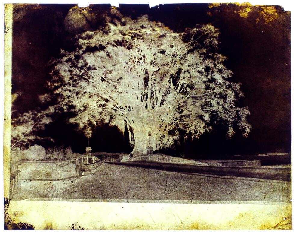 Negativt bilde av et stort tre