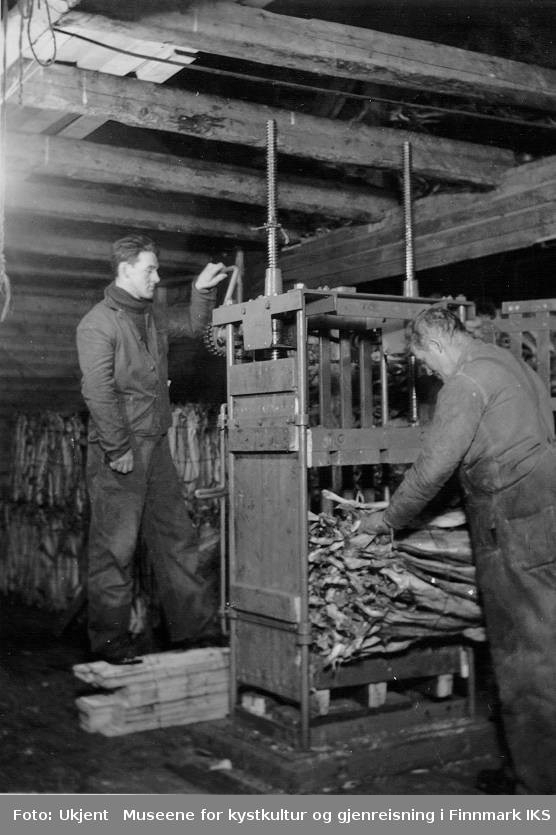 Bildet viser to menn ved en tørrfiskpresse. Det ble trolig tatt på 1930-tallet da familie Normann fra Melkøya i Finnmark ønsket å kjøpe en tørrfiskpresse selv. På bildet er det en mann som har hånda ved sveiven mens den andre stabler fisk i pressen.