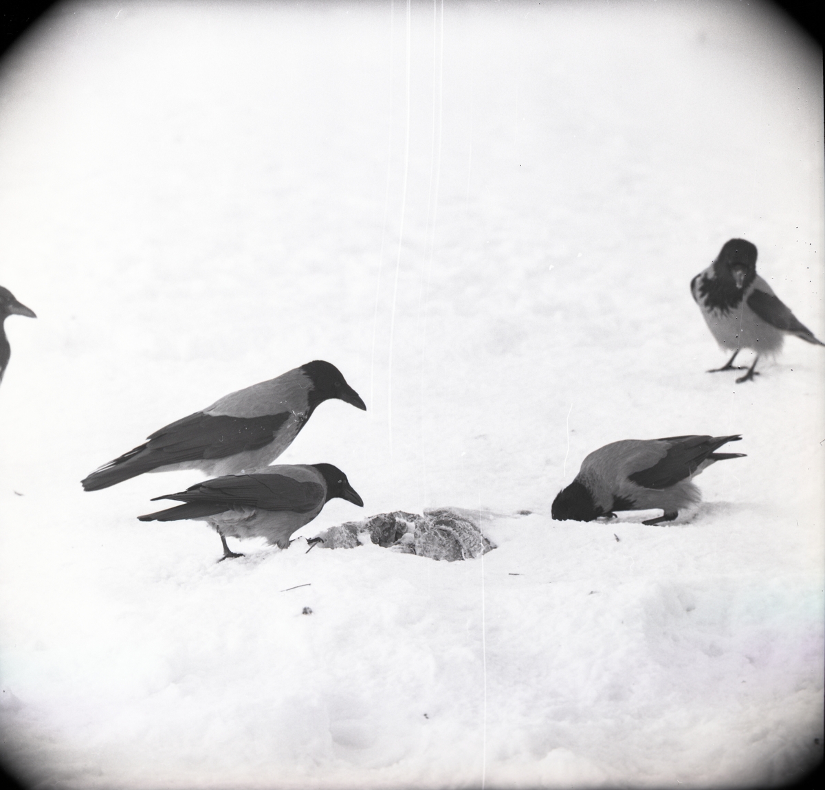 Några kråkor vid ett griskadaver i snö, januari 1961.