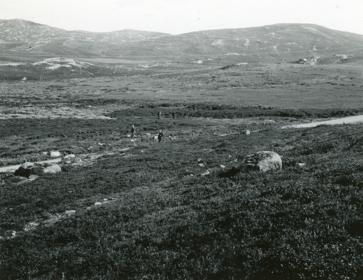 Kornrådet på molteplukking på myrene nedanfor Bygdin 16. august 1935.  Bildet er tatt under reise i Oppland det året.  