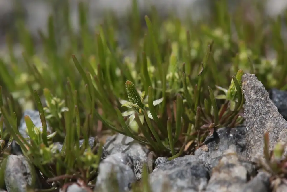 En lav, grønn plante som vokser i grus.