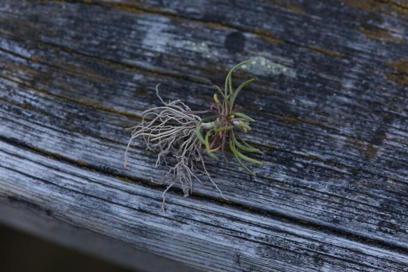 En hel muserumpeplante med røtter, bladrosett og blomst ligger på et bord.