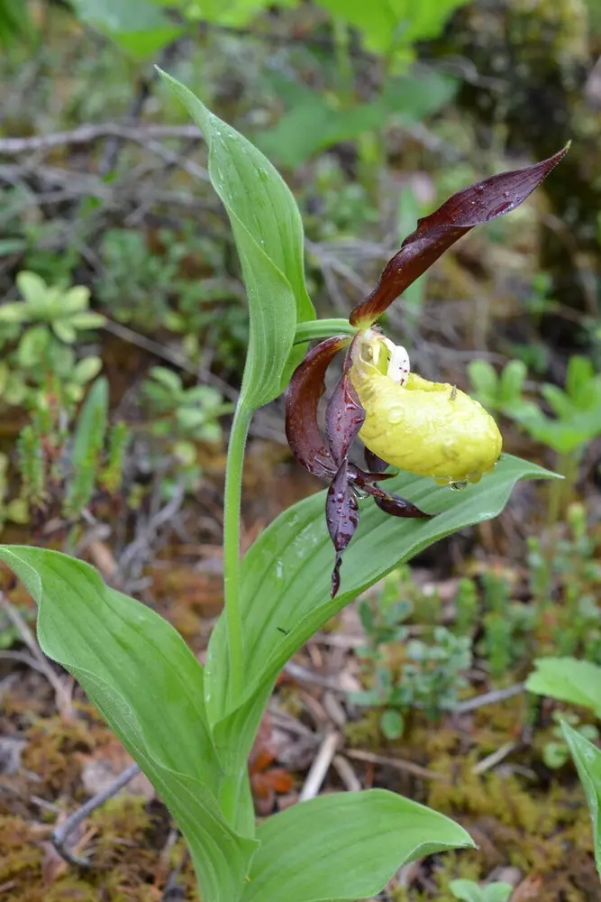 Planten Marisko. En femti cm. høy plante med ett poseforma gult blomsterblad og fire rødbrune blomsterblad.