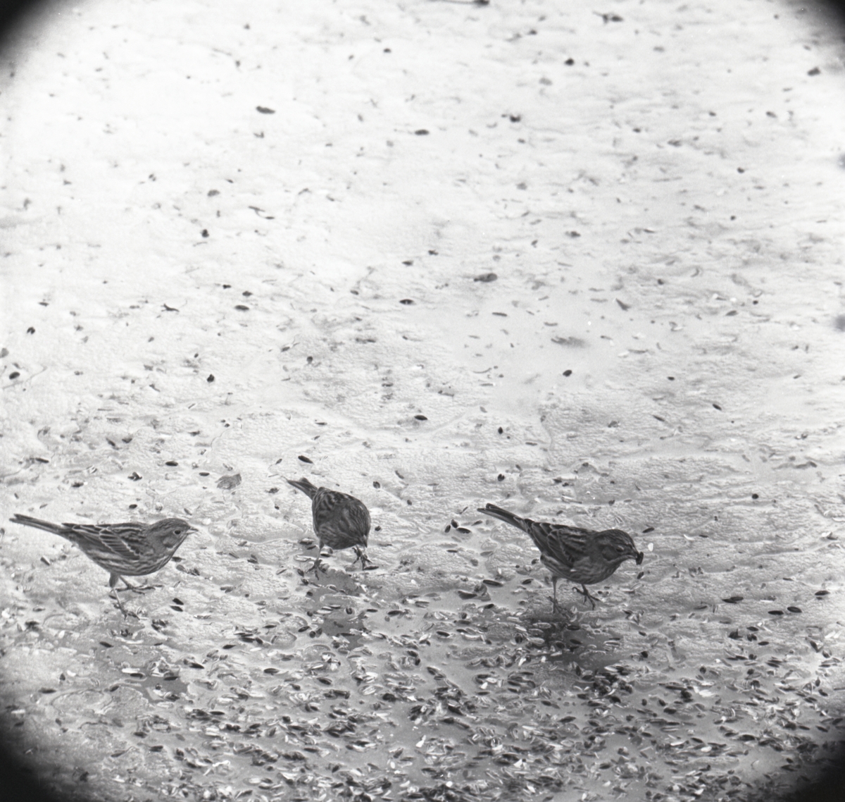 Tre gulsparvar står på isig mark med fastfrusna fågelfrön i mars 1965.