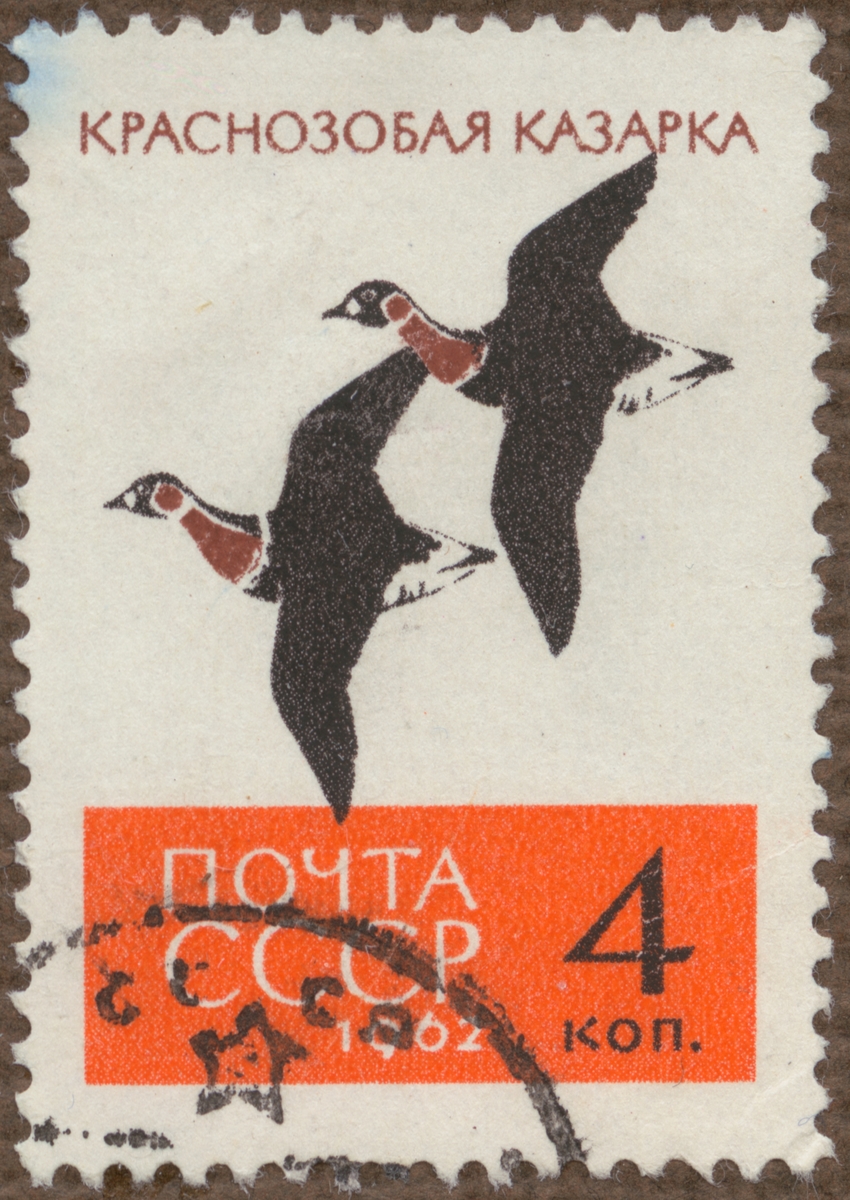 Frimärke ur Gösta Bodmans filatelistiska motivsamling, påbörjad 1950.
Frimärke från Ryssland, 1962. Motiv av Vildgåssträck i Ryssland
