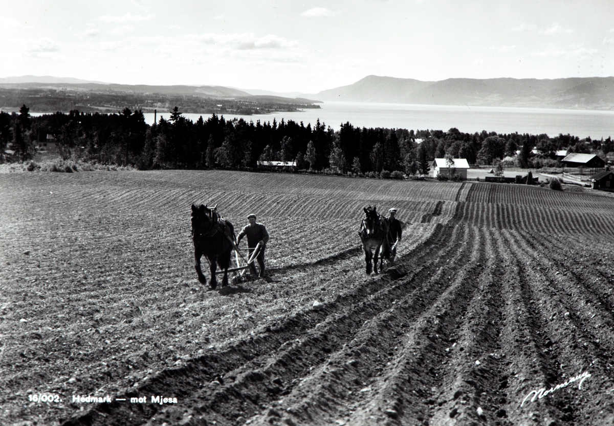 Postkort, Hamar, Hol gård, hypping av poteter, hester med ard, kulturlandskap, potetfårer,
