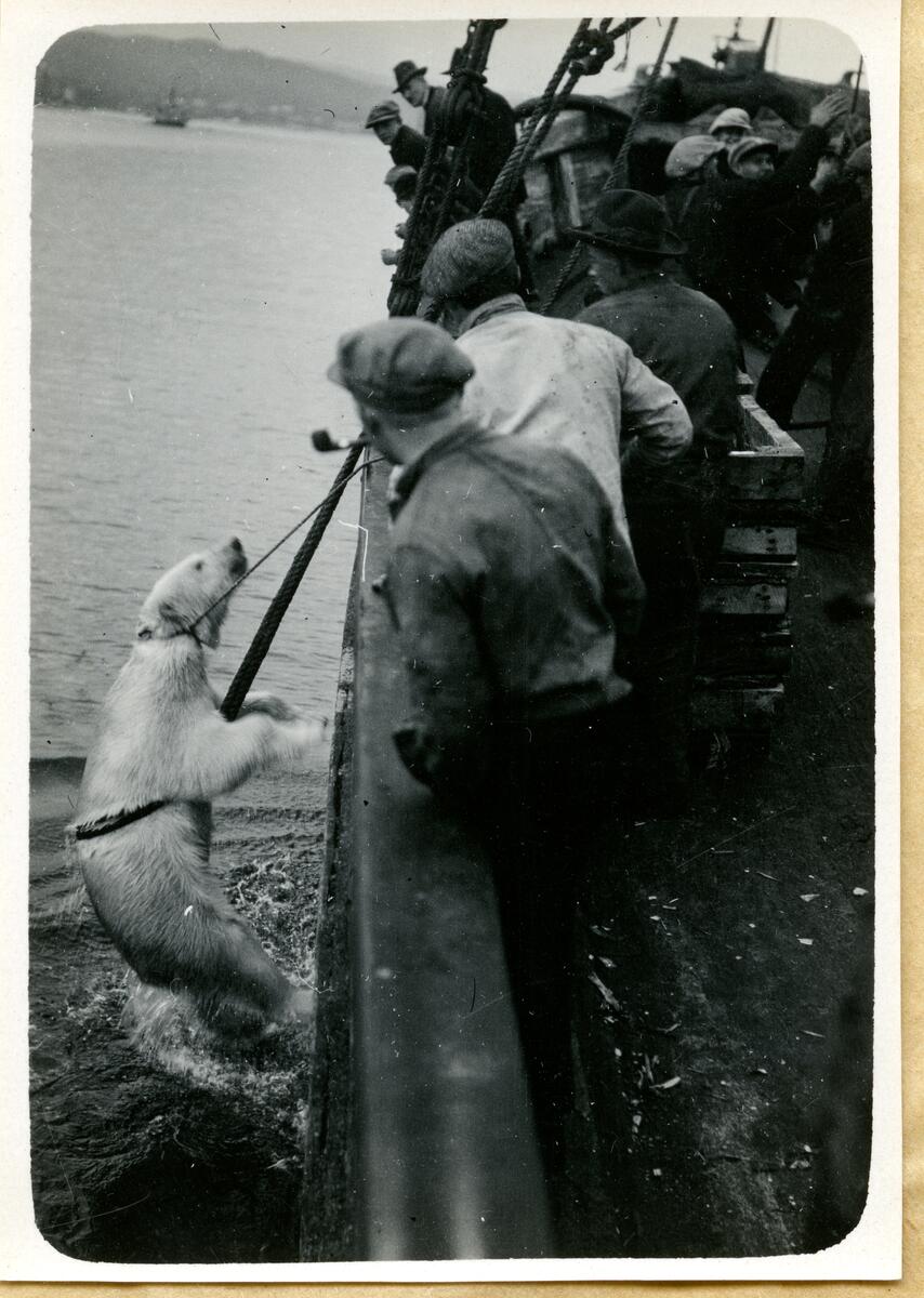 Levende isbjørn blir fanget i sjøen. Mulig fra rømming fra dyrehage i Tromsø, 1954