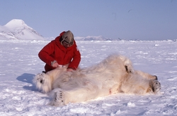 Bilder fra arbeid med isbjørnmerking. Det skal tas blodprøve