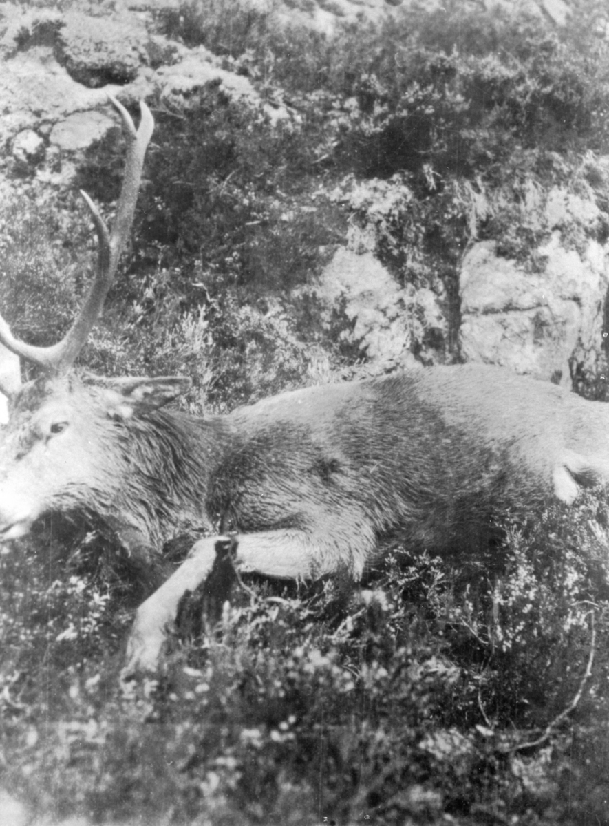 Hjort skutt av en i Niels Juuls jaktlag på Strøm, ligger på bakken for framvisning.